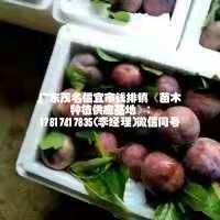 银妃三华李苗