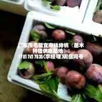信宜市银妃三华李苗