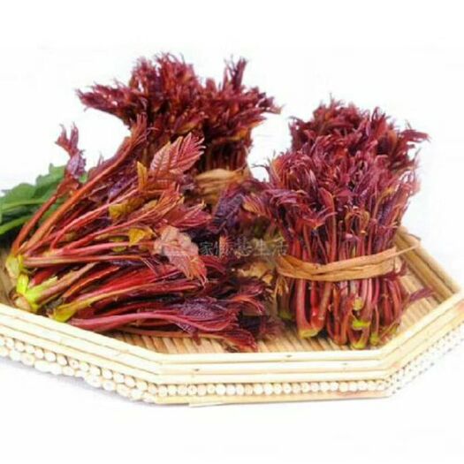 大竹县红油香椿芽 6~9cm 