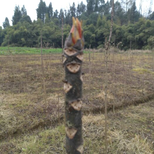 大竹县红香椿芽 混装通货 