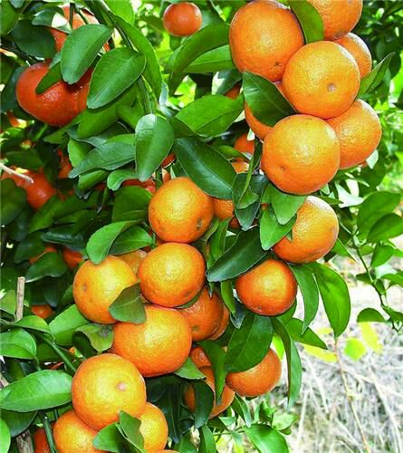 沙糖桔苗  无核沙糖桔