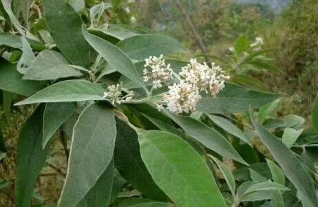 六盘水密蒙花 