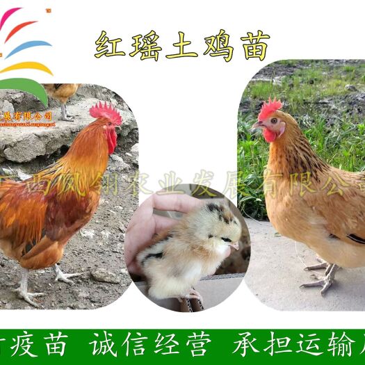 南宁 红瑶土鸡苗