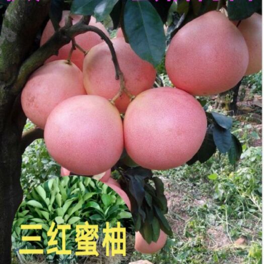 澧县三红蜜柚苗