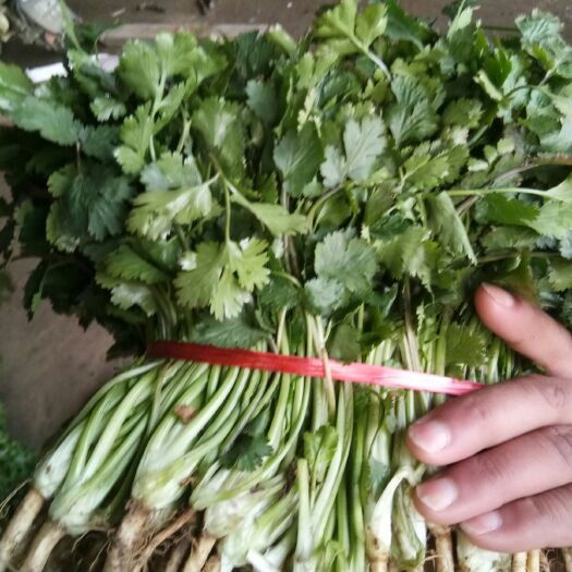 金乡县大叶香菜 20~25cm 