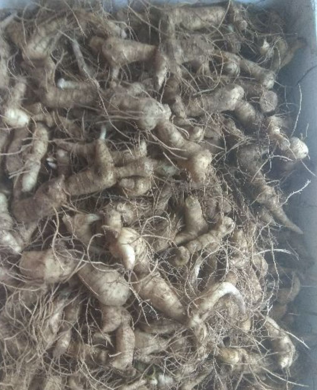 黄精种苗  一斤50棵免费指导种植、管理 可回.收成活率高.