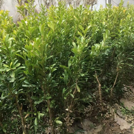 濮阳雀舌黄杨
