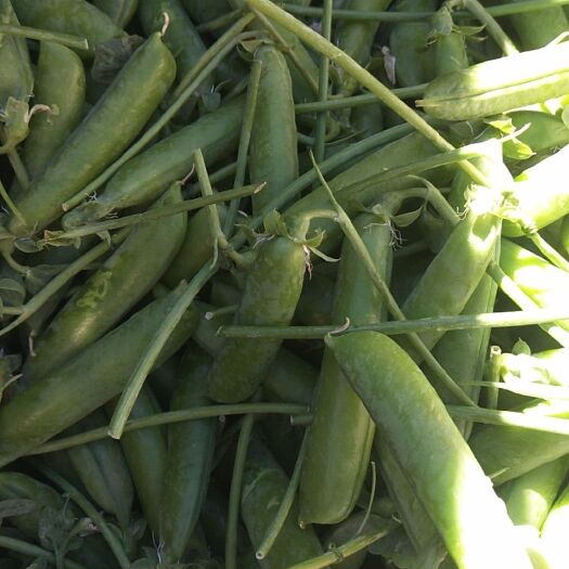 昆明长寿仁豌豆 10-12cm 