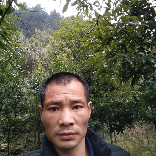 全州县 金丝楠木，