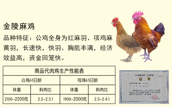 麻鸡苗 母