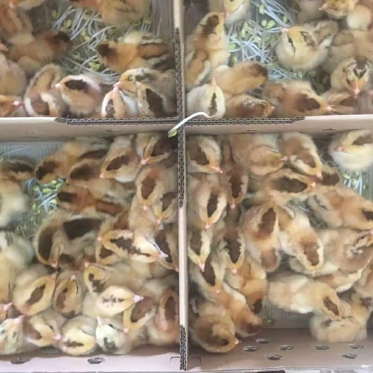 南宁土鸡苗 公