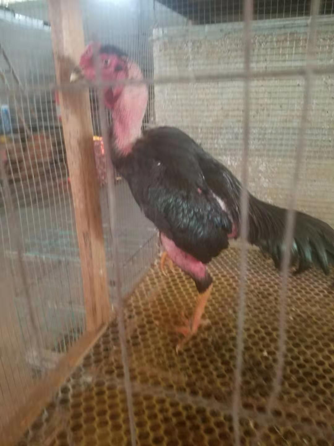  斗鸡苗