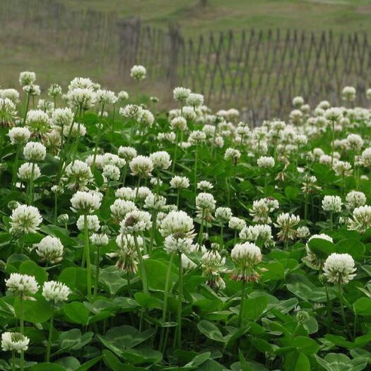 郓城县三叶草种子  送种植资料确保种植成功