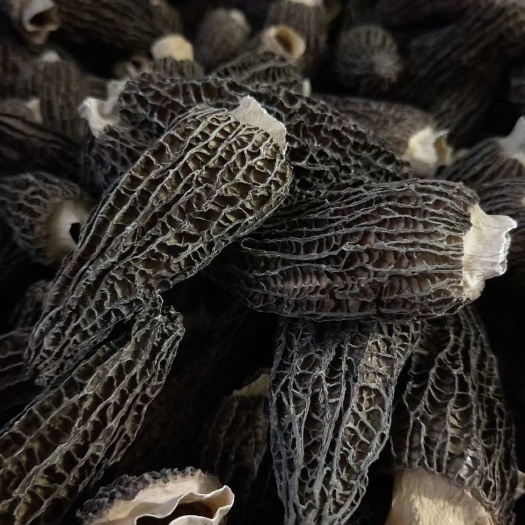 长沙县 剪柄肉厚特级羊肚菌5一7干货10斤包邮