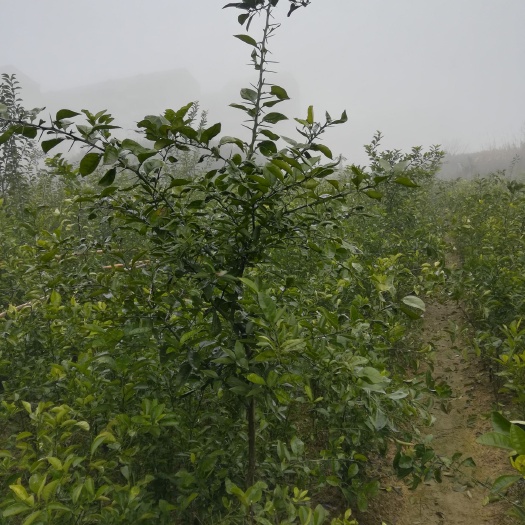 正宗酸橙枳壳苗江西药用枳壳苗原生枳壳苗保正品包回收