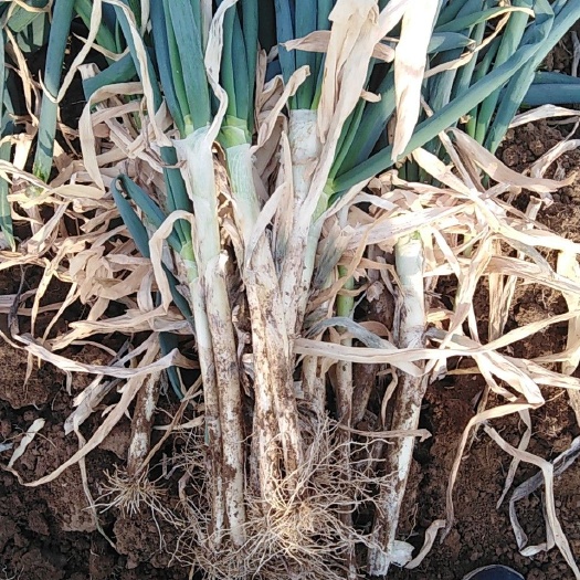 潍坊铁杆大葱 30~50cm 净葱 