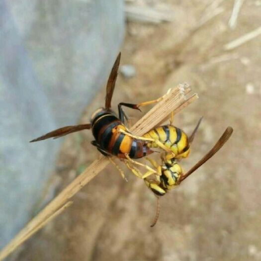 龙陵县黄腰胡蜂 王