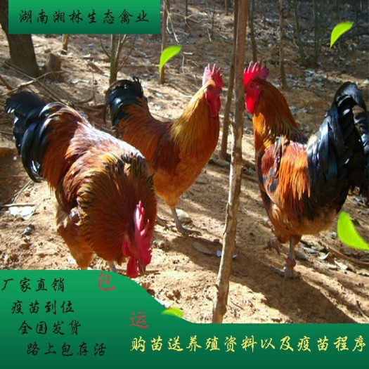 衡阳县 绿壳蛋鸡苗跑山土鸡苗黄土鸡苗赠送抛苗疫苗到位