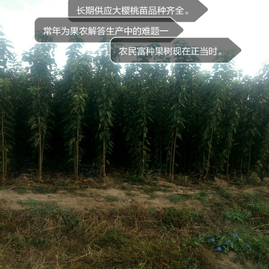 青岛脱毒矮化樱桃苗 