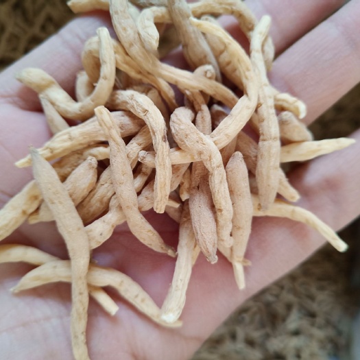 太子参个500克包邮孩儿参泡水煮汤太子参孩儿批发