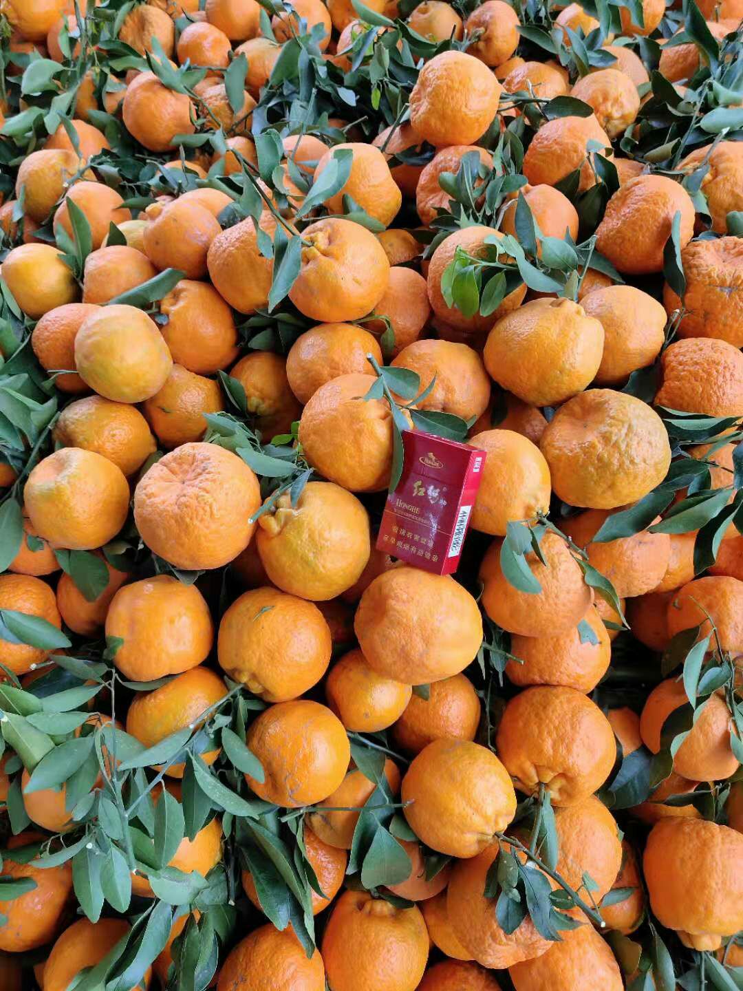 长泰芦柑优惠团购网站_福建漳州长泰芦柑