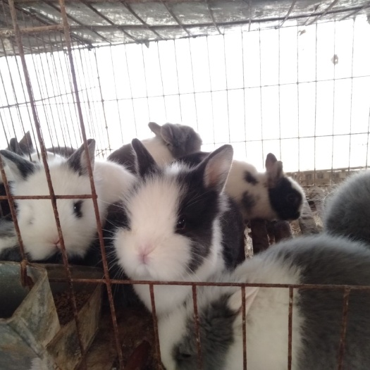 丰县猫猫兔 1斤以下 