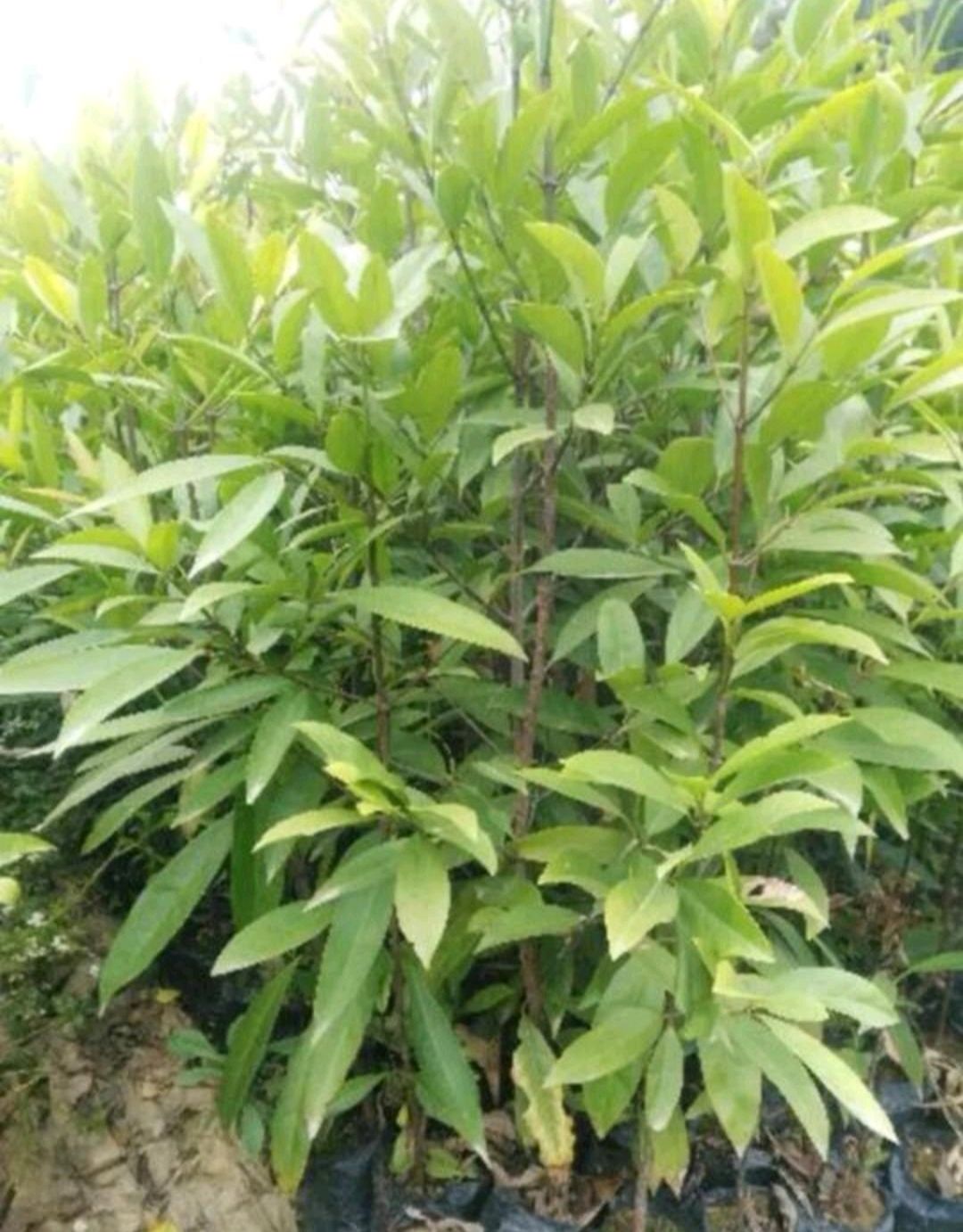 山竹树苗 黄金山竹，山竹果肉雪嫩软味清甜甘