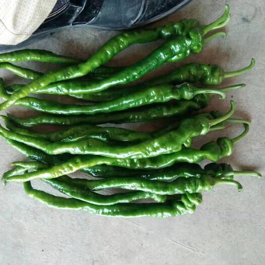 昆明辣妹子辣椒 15~20cm 微辣 靑色 
