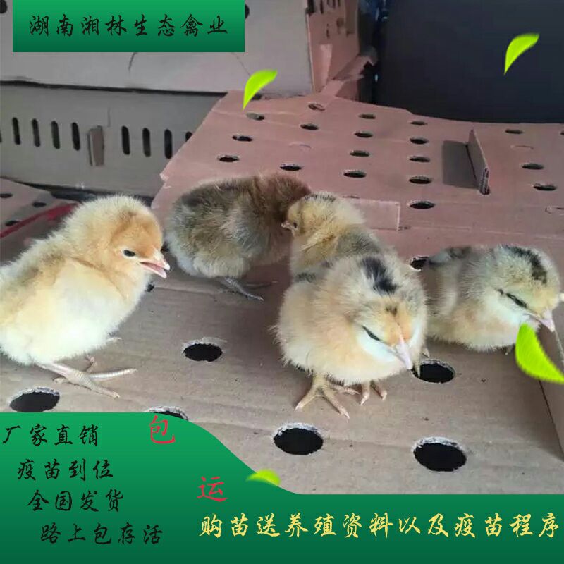 绿壳蛋鸡苗跑山土鸡苗黄土鸡苗赠送抛苗疫苗到位