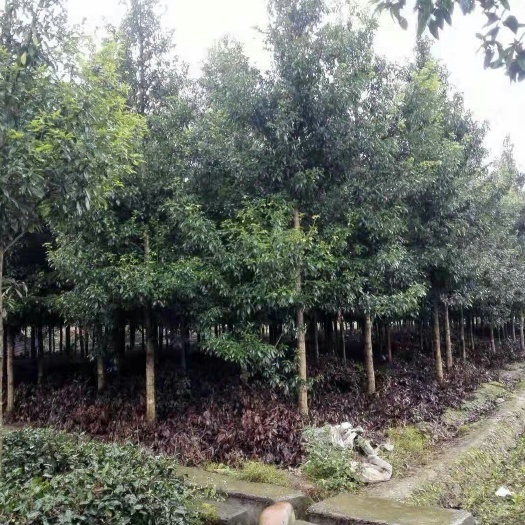 扬中市小叶桢楠 