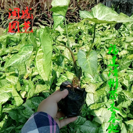 漳浦县绿精灵合果芋盆栽  白蝴蝶-合果芋【闽成