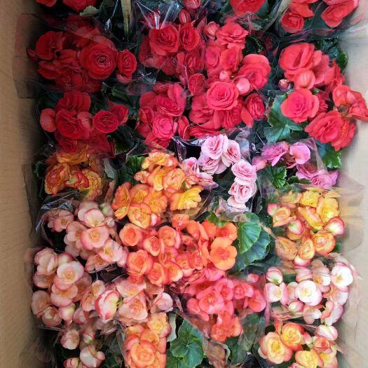 青州市草花 
