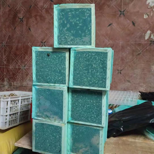 南安市中华蜜蜂 