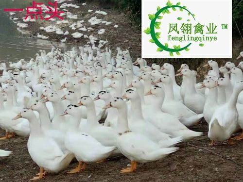 南宁一点头鸭苗 一点头