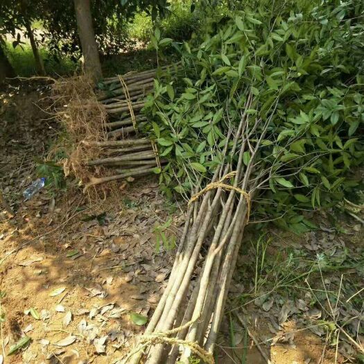 咸宁金桂花树苗 