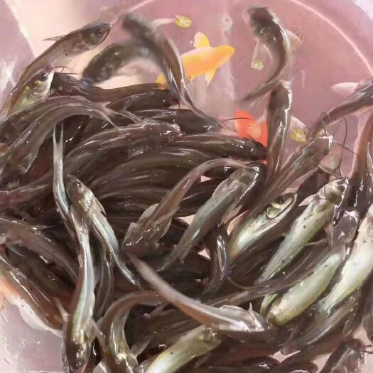 肇庆叉尾鮰鱼苗 