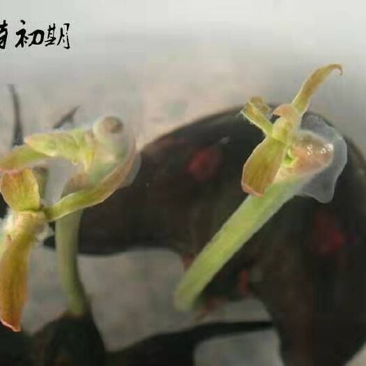 沭阳县野菱角 两角菱 