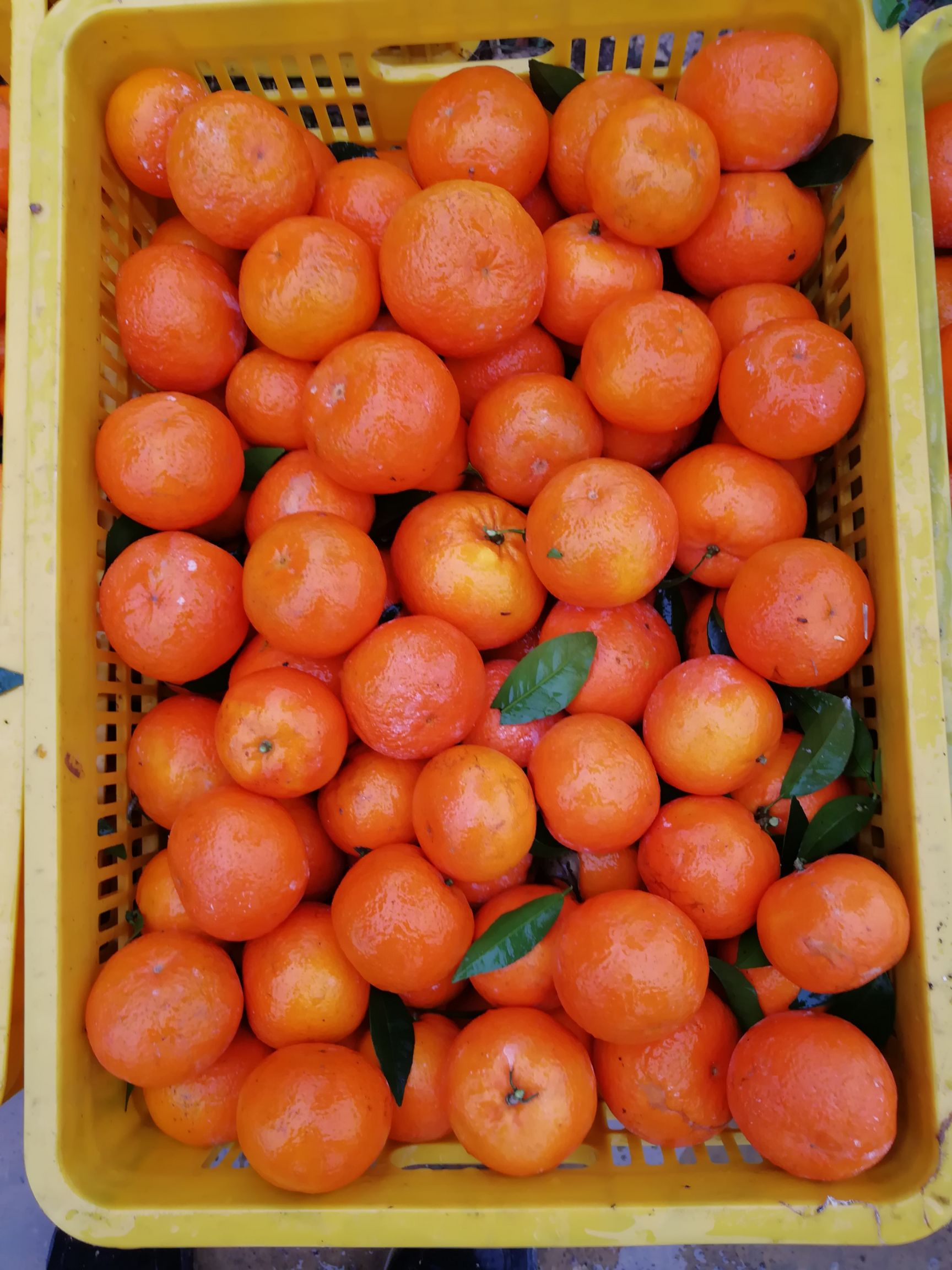 沃柑 6.5 - 7cm 2 - 3两 