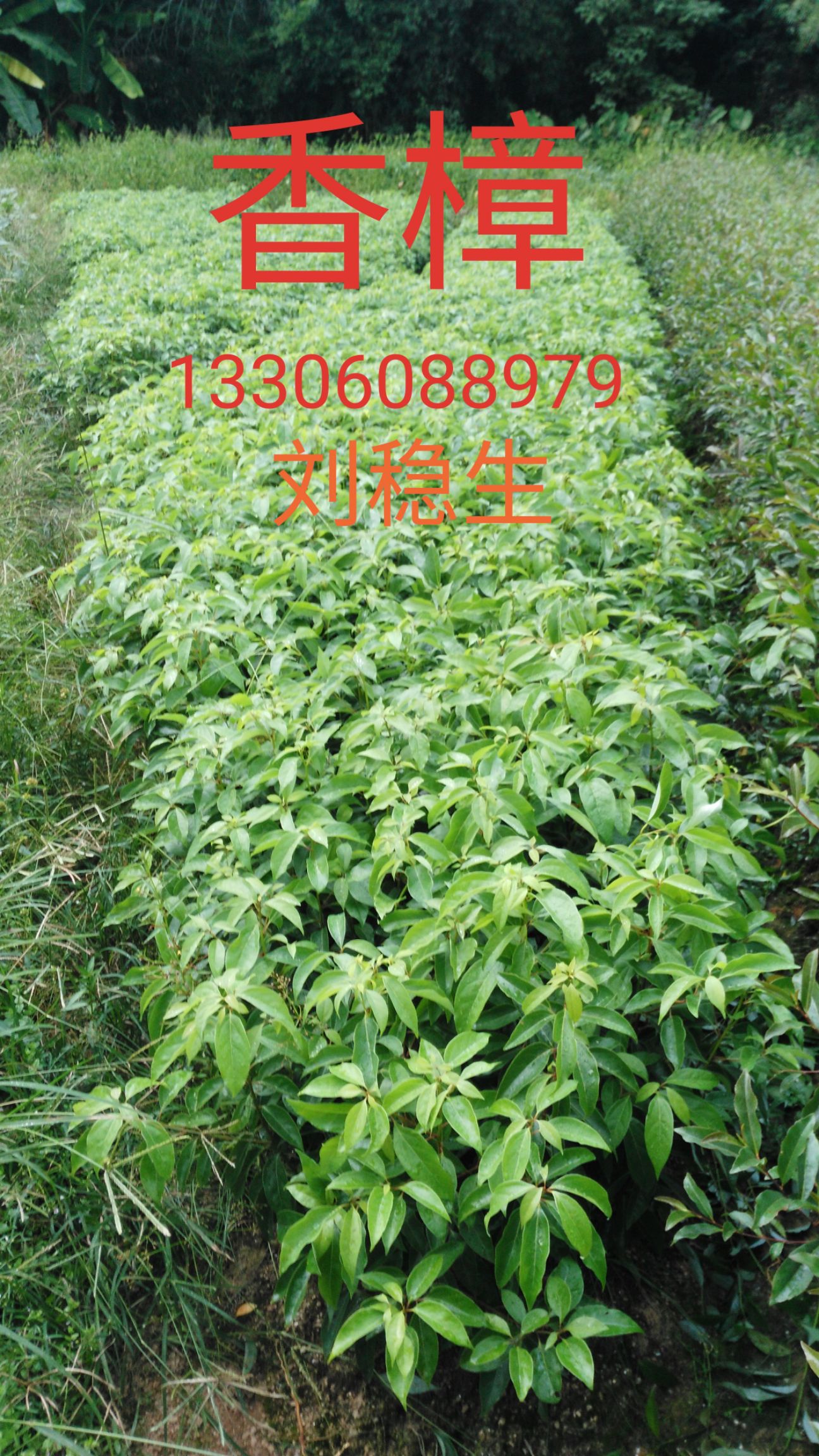 木荷种子 木荷袋苗髙度1米，重2.5斤，地径0.8