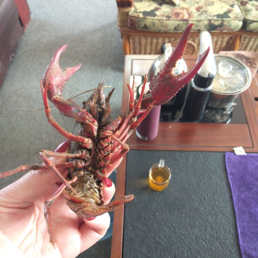 沭阳县小龙虾苗 