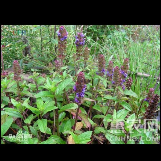 新余吴茱萸  白芨，夏枯草