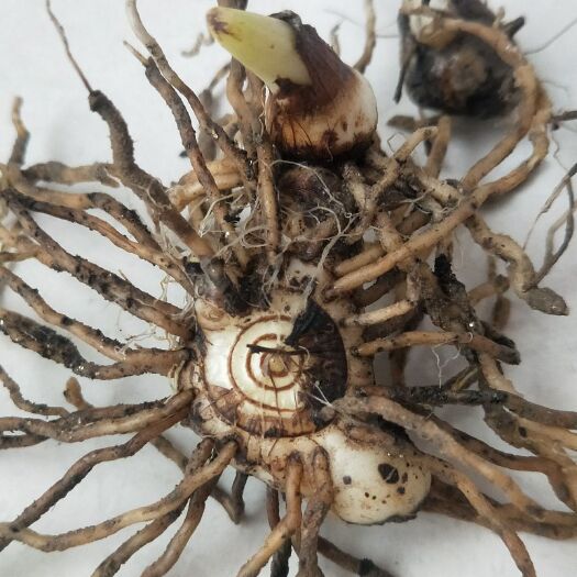 金寨县紫花白芨苗 