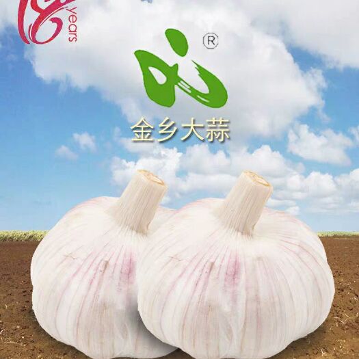 金乡县紫皮大蒜 5~5.5cm 多瓣蒜 