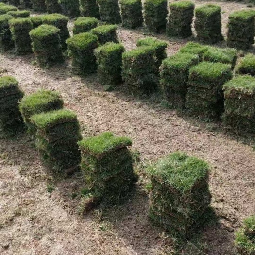 郴州马尼拉草皮