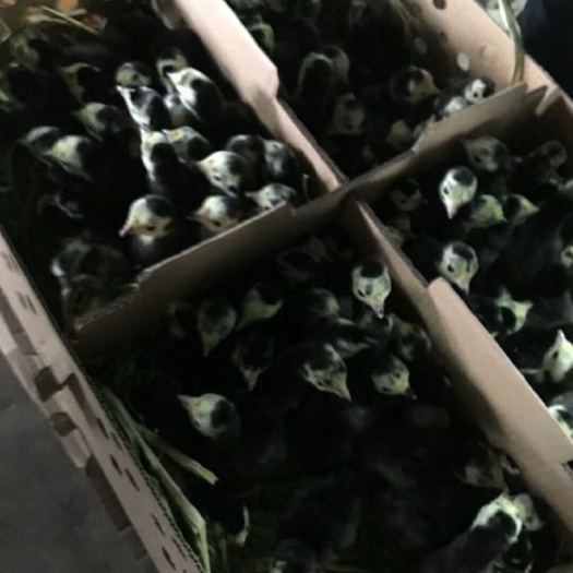 南宁火鸡苗 