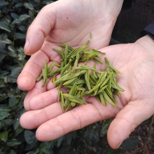 峨眉山市竹叶青茶 2020年第一批新茶上市了，有需要的联系我