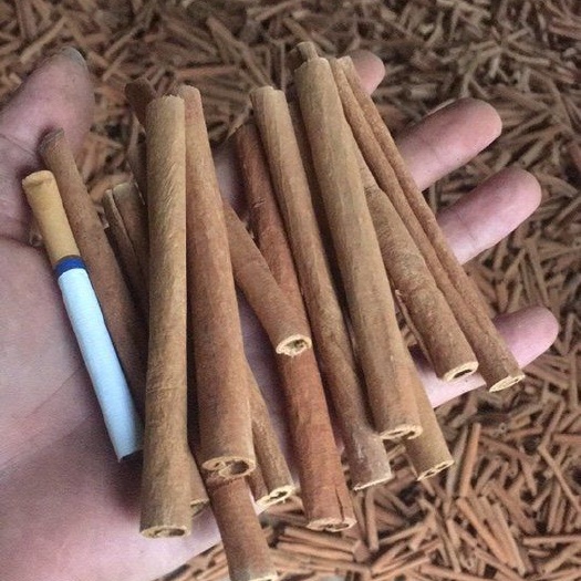 南宁油桂  桂皮桂油