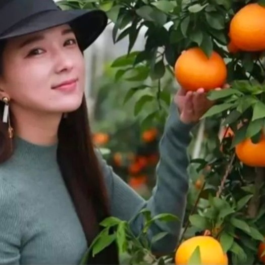 钟祥市红美人柑橘苗 嫁接苗 0.5米 