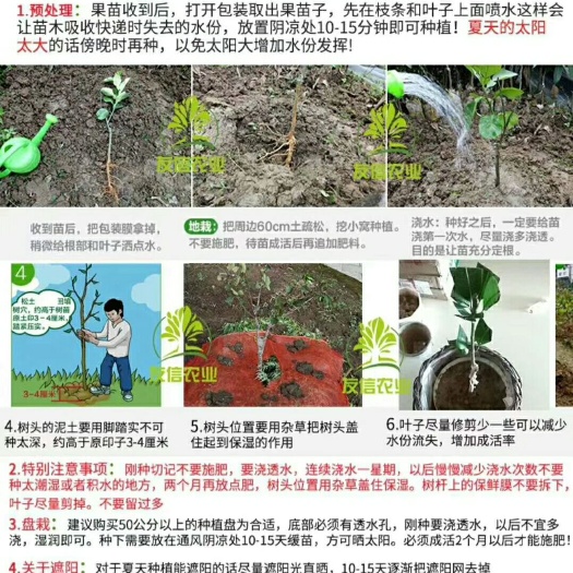 灵山县无核荔枝苗 