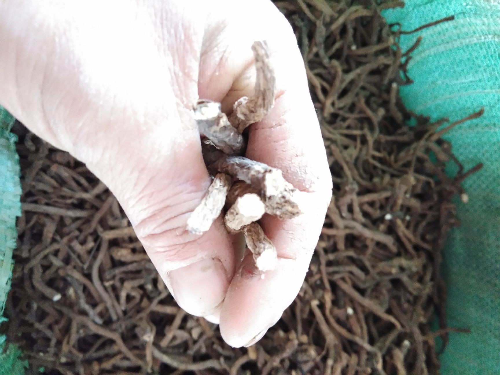 蒲公英茶  蒲公英根